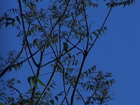 White eye